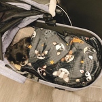 チワワ柄 ブランケット 毛布 ② ❤️ラスト入荷