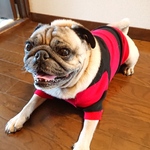 犬服オーダー★シンプル太ボーダートレーナー赤黒中型犬小型犬フレンチブルドッグパグ