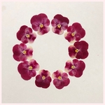 天然押し花素材　No.24