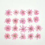 【20枚】レースフラワー の押し花（さくら）
