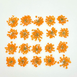 【20枚】レースフラワー の押し花（おれんじ）