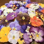 お花屋さんが作った可愛いビオラのドライフラワー山盛り70冠です‼️