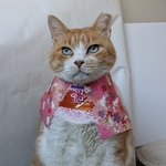 新春うさぎ着物
