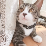 BLACK*°dot猫シュシュ首輪