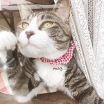 レッドギンガムチェック猫シュシュ首輪