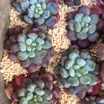 多肉植物☆アモエナタクスパン☆カット苗