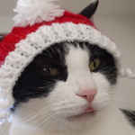 再再再再販売クリスマスにゃんこ帽子　猫用手編みサンタ帽子★ねこニット帽