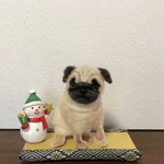 羊毛フェルトのパグフォーン
