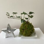 苔玉　ヘデラ