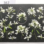 再販☆押し花素材357 真っ白なユーフォルビア☆
