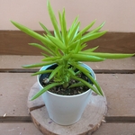 観葉植物　ペペロミア ハッピービーン