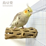 鳥 とまり木 カクタスパーチ（サボテンのとまり木）直径6cm前後／15cm 小型インコ・中型インコ