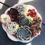 多肉植物☆新春2021福袋☆8種カット&セダム苗セット