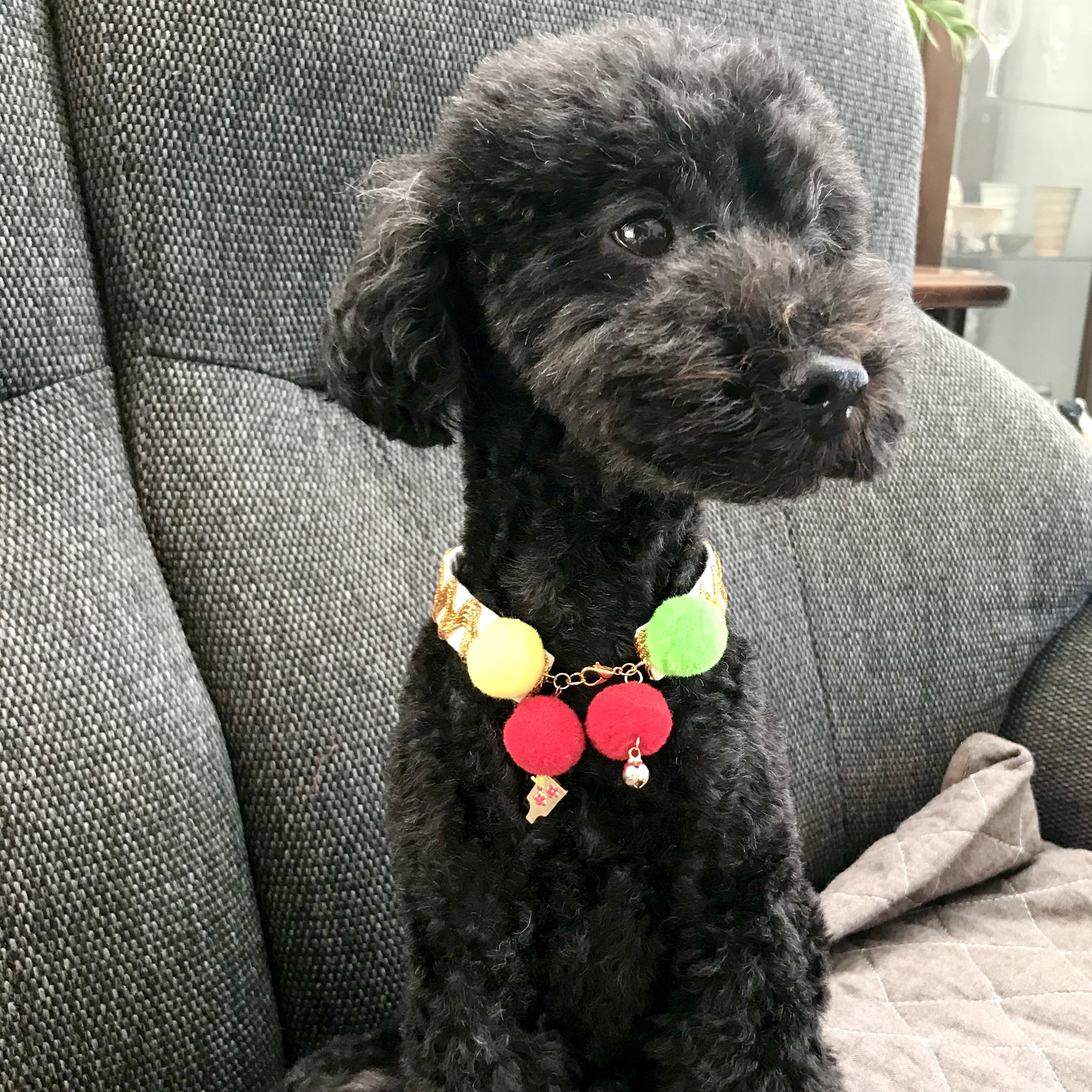 お正月チョーカー - ペットグッズの人気通販 | minne byGMOペパボ 国内