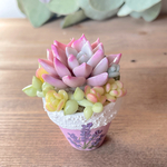 ぷくぷく多肉植物mini mini♡ 樹脂粘土♪