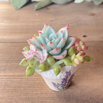 ぷくぷく多肉植物mini mini♡ 樹脂粘土♪