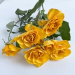 ☆5輪束 スプレー薔薇＊イエロー＊