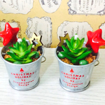 再販！小さなバケツの中の多肉クリスマス🎄