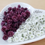 かすみ草ドライフラワー☆(5㍉前後)　ボルドー&白色