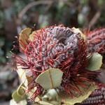バンクシア コクシネアのDry Flower（30cm弱）