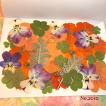 ♡new♡  ♡可愛い押し花セット♡ ♡使いやすい少量の押し花セット♡