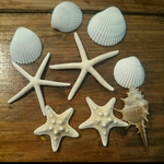 スターフィッシュ ヒトデ 巻き貝 シェル