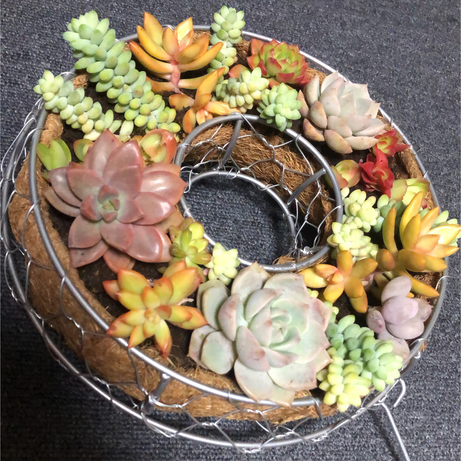 送料込み！多肉植物リース(ミックス寄せ植え) - TAKA4947'S