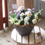 フローズンマムの寄せ植え