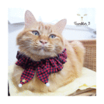 猫用・シュシュ首輪（赤チェック）