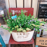 新作♡【八重咲きバコパ寄せ植え】ピックつき！毎年楽しめるオシャレなお花ガーデニング♡白系ブリキ♪