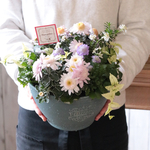 フローズンマムの寄せ植えB