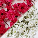 かすみ草ドライフラワー☆５０個　赤&白　