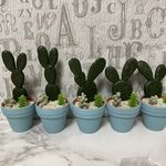 サボテンc…うさぎサボテンの寄せ植え