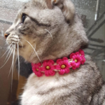 花柄　バックル首輪　小型犬