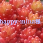 happy-mina様専用❤多肉植物❤エレガンス❤ホッテントッタ❤4点❤抜き苗