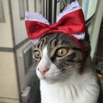 ペット用リボンカチューシャ♡赤♡