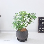 ＜シェフレラ・コンパクタ＞陶器鉢　現品　受け皿付き
