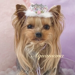 【 犬用　✨1点もの✨　ティアラ 】 おしゃれ　トップノットペット　子供　ヘアアクセサリー　撮影　誕生日　♡AquaMana♡
