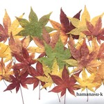 sale［押花素材211】紅葉　