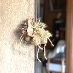 多肉植物の寄せ植えハンギングタイプ