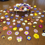 お花屋さんが作った彩りビオラとふんわりプリムラのドライフラワー山盛り70冠です‼️