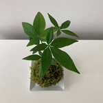 パキラ　苔玉