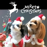 🎄ちょいのせサンタ帽♪ミニ🎅