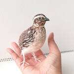 【enarikzk136さまご注文品】ウズラマスコット