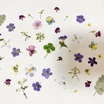 押し花＊ミックス