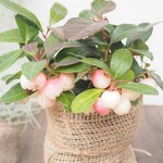 『ピーチベリー ゴールテリア』#桃色 #大人気 #インテリア #ガーデニング #観葉植物 #送料無料