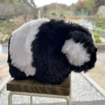 ばくたん