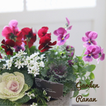 ꫛꫀꪝ✧‧˚PINK・REDビオラ＆cuteな葉牡丹寄せ植え❁❀✿✾お花の贈り物