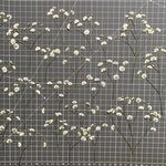 かすみ草★押し花たっぷり★大粒品種スターマイン★真空パック