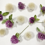 アカツメクサ＊たんぽぽ綿毛